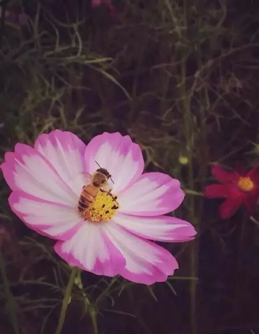 15春对口4班－赵迎－蜂芳而采.jpg