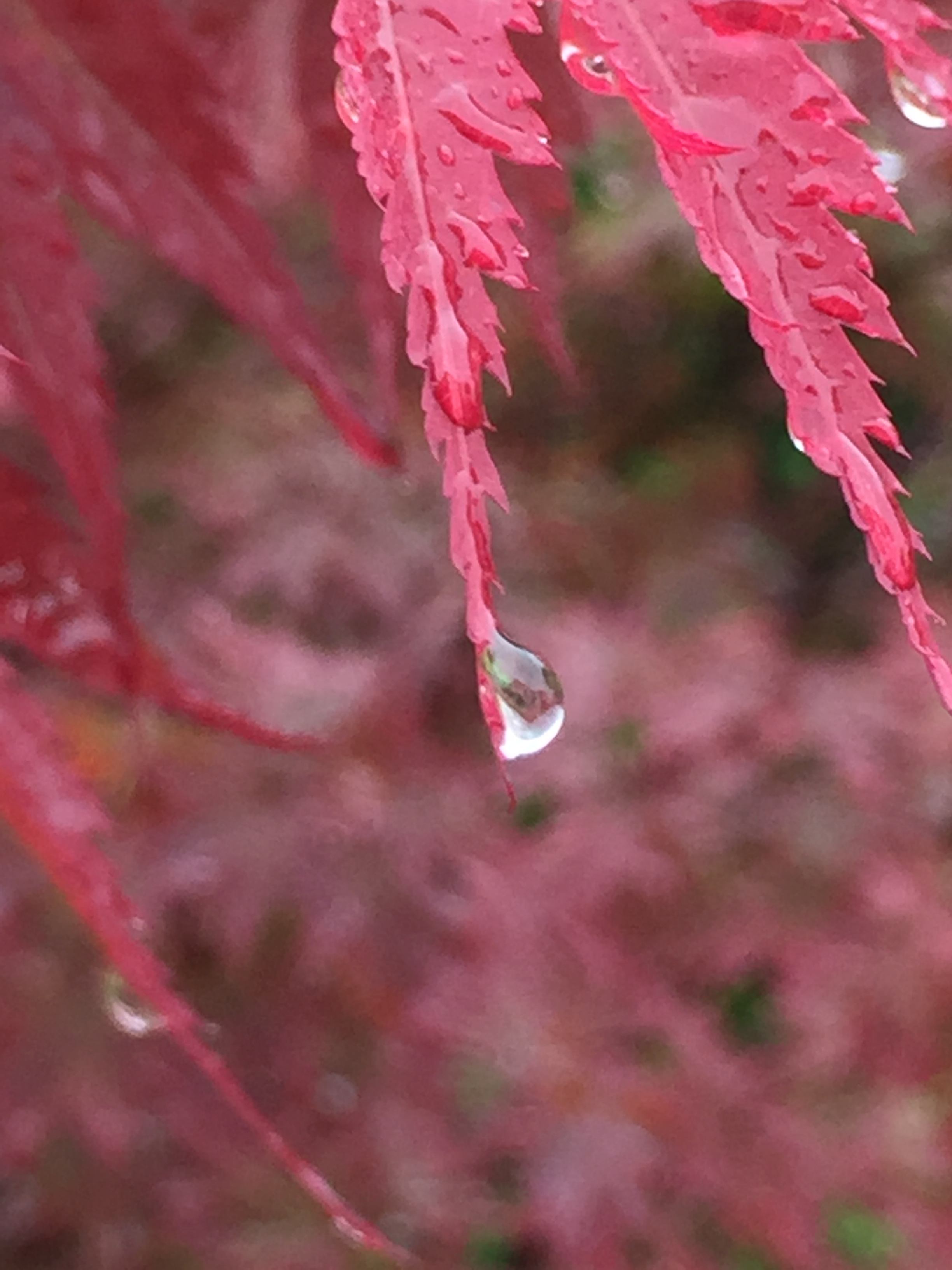 15秋数控-束道民-雨沫枫叶.JPG